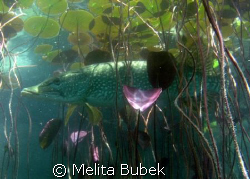 Pike / 2m depth / Bled Lake, May 08  by Melita Bubek 